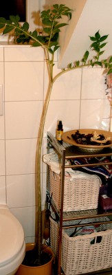 traenenbaum2_feb-2012.jpg