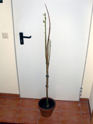 DSCN4364.JPG