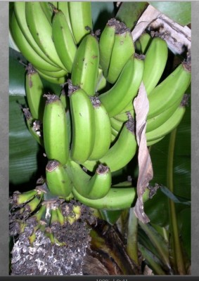 Banane.jpg