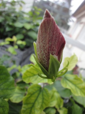 Knospe Sämling_16-02-2012.JPG