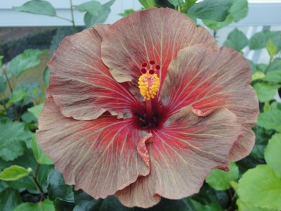 Chocolate Delight_16-02-2012.JPG