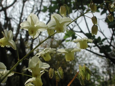 Epimedium.jpg