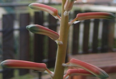 Bild green24 3 489.jpg