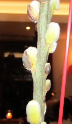 Bild green24 3 488.jpg