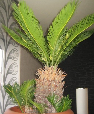 Bild green24 3 492.jpg
