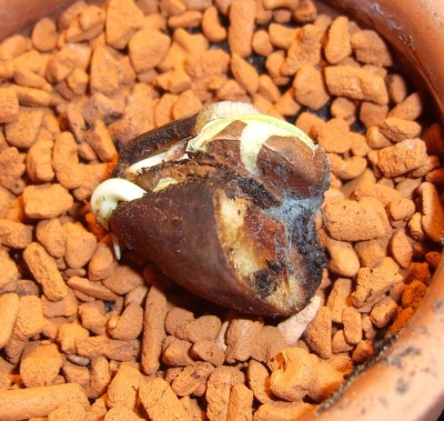 Thevetia peruviana2.jpg
