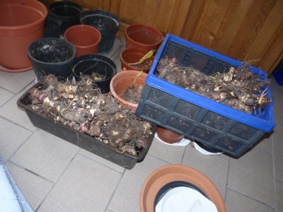 canna rhizome.jpg