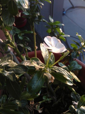 IMAG0134 - Kopie.jpg