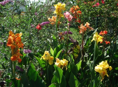 Cannas.JPG