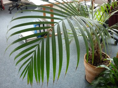 Palme_Wedel.jpg