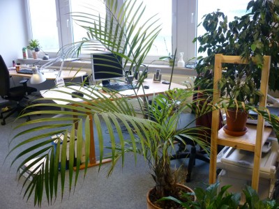 Palme_gesamt.jpg