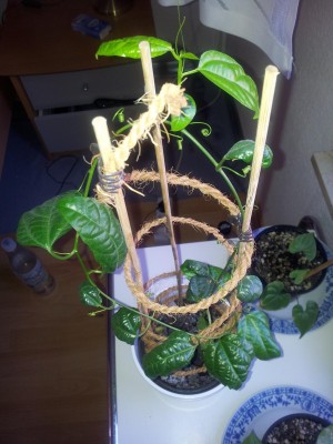 Passi Edulis.jpg