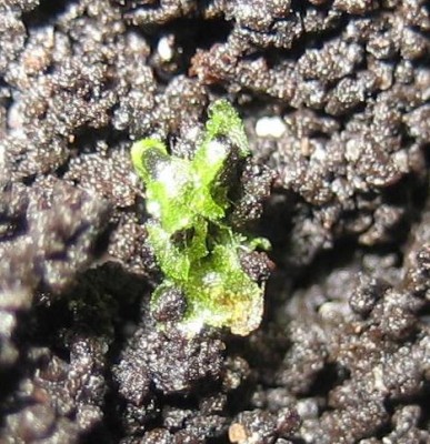 Bild green24 3 496.jpg