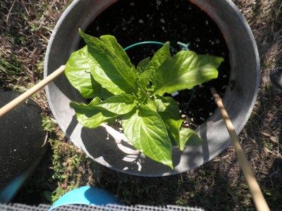hotpepper.jpg