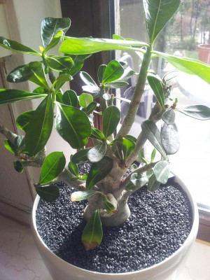 Wüüüüsti (3).jpg