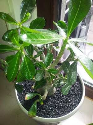 Wüüüüsti (2).jpg