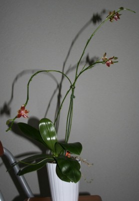 2012-02-21 20-11-40 - IMG_5892.JPG
