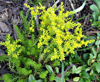 Sedum acre- Scharfer Mauerpfeffer.JPG