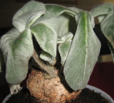 Bild green24 3 526.jpg