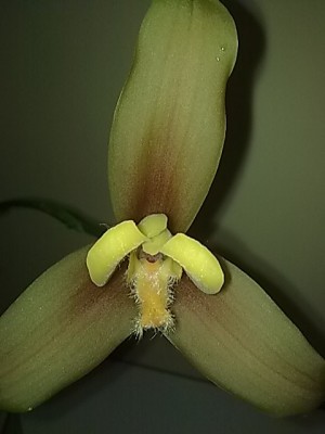 ..Orchidee'Lycaste..JPG