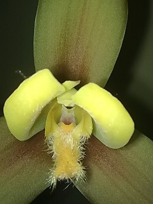 ..Orchidee'Lycaste.JPG