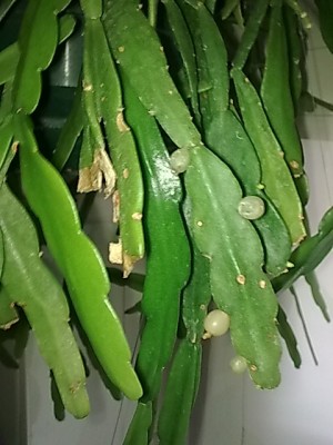 ..Rhipsalis...JPG