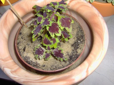 Hpim0116.jpg