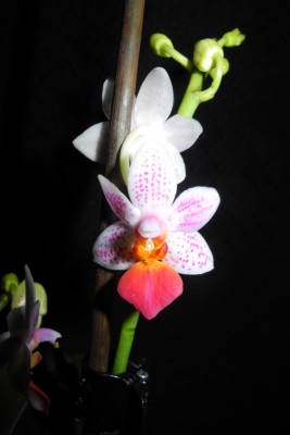 Phalaenopsis Fantasy Musick.jpg