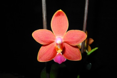 Phalaenopsis I-Hsin Salmon Copper Star.jpg