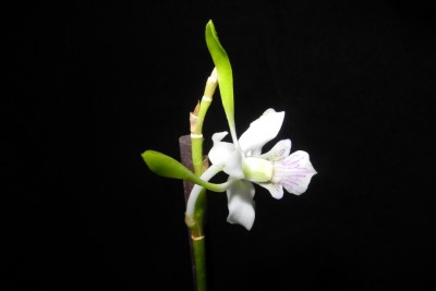 Dendrobium antennatum-1.jpg