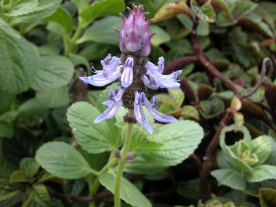12-02-20-plectranthus ornatus.JPG
