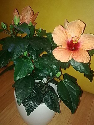 ..Hibbi'pfirsich-rosa-rot ..dreifarbig...JPG