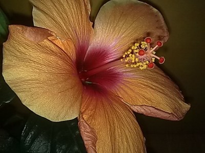 ..Hibbi'pfirsich-rosa-rot ..dreifarbig.JPG