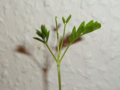 A2-2012-02-16_Acacia salicina.jpg