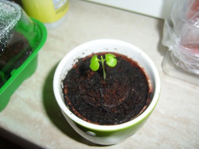 A1-2012-02-16_Tecomaria capensis.jpg