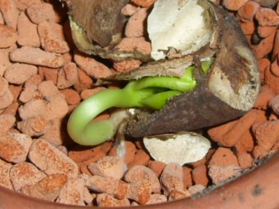 2012-02-23-Thevetia peruviana3.jpg