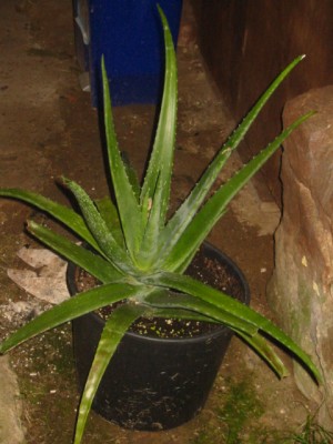 184-8497_IMG.JPG