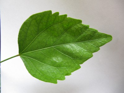 Blatt.jpg