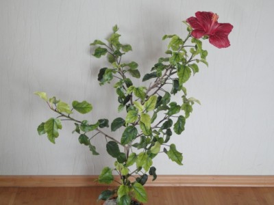 Tylene x Lilly Torbert Pflanze.JPG