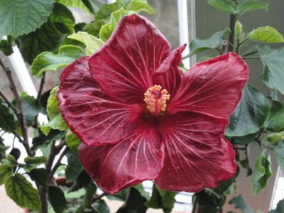 Tylene x Lilly Torbert Sämling 2.JPG