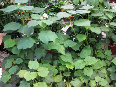 Zimmerlinde_9926.jpg