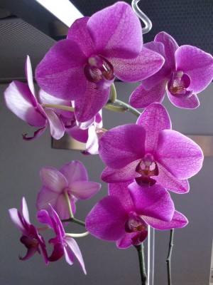 Phalaenopsis Hybride #2-44.jpg