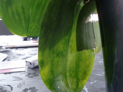 Phalaenopsis Hybride #2-41.jpg