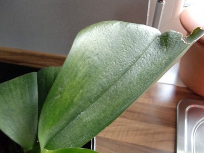 Phalaenopsis Hybride #2-40.jpg