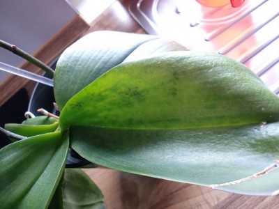 Phalaenopsis Hybride #2-39.jpg
