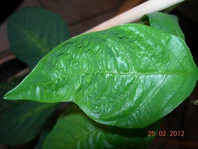 passiflora 2.jpg