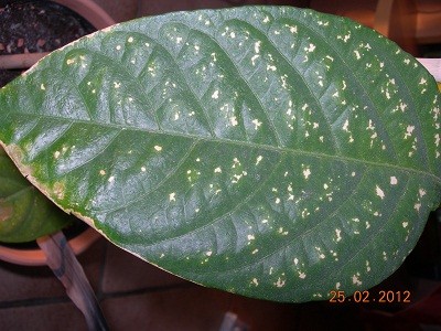 Passiflora.jpg