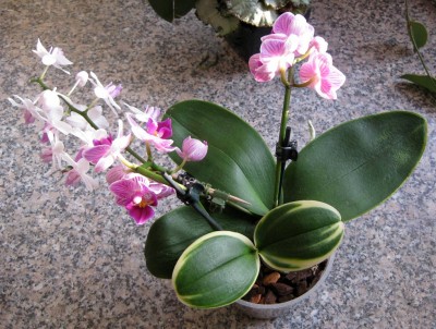 Phalaenopsis WG_0104.jpg