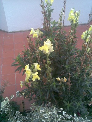 Gelbe Blume - England.jpg