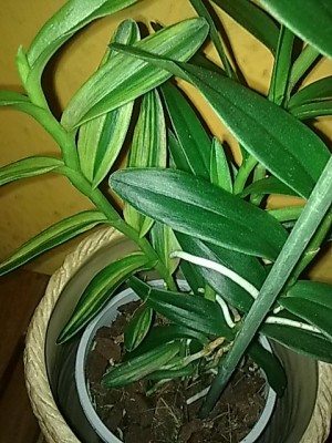 ..Epidendrum....JPG
